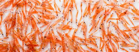  Krill Oil: Biyolojik Erime Özellikleri ve Sürdürülebilir Deniz Ürünleri Üretiminde Kullanımı!